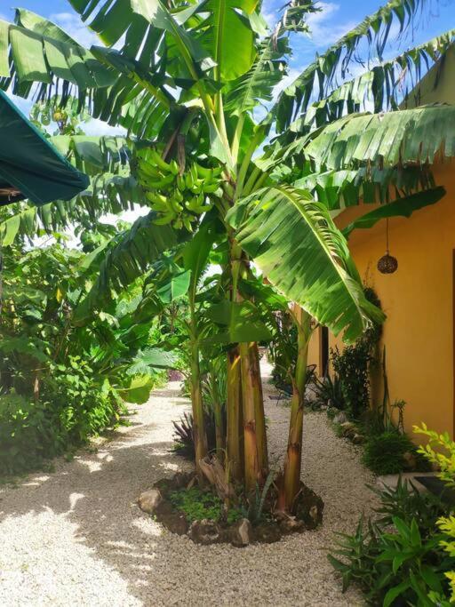 Jungla Bacalar Διαμέρισμα Εξωτερικό φωτογραφία
